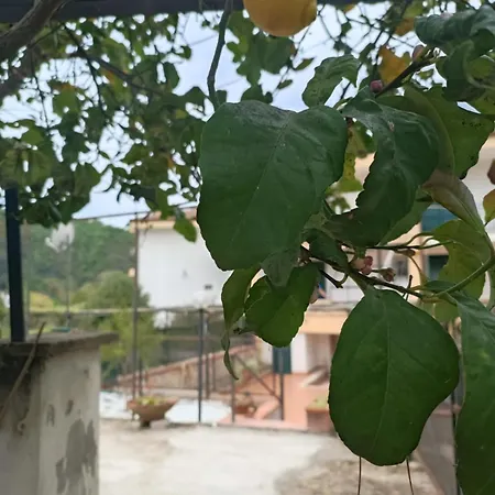 Molpea 팔리누로