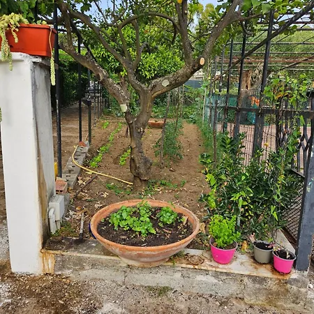 Molpea * Palinuro